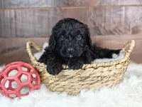 Espresso , a female Bernedoodle for sale in Lewisburg, PA – Photo 2 of 7