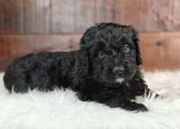 Espresso , a female Bernedoodle for sale in Lewisburg, PA – Photo 6 of 7