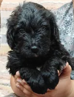 Espresso , a female Bernedoodle for sale in Lewisburg, PA – Photo 7 of 7