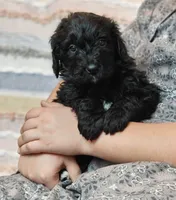 Espresso , a female Bernedoodle for sale in Lewisburg, PA – Photo 3 of 7