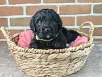 Espresso , a female Bernedoodle for sale in Lewisburg, PA – Photo 1 of 7