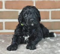 Espresso , a female Bernedoodle for sale in Lewisburg, PA – Photo 2 of 7