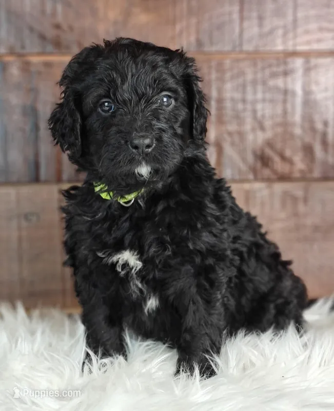 Espresso  – Bernedoodle puppy for sale in Lewisburg, PA