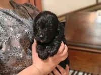 Espresso , a female Bernedoodle for sale in Lewisburg, PA – Photo 6 of 7
