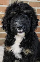 Bentley, a male Bernedoodle for sale in Lewisburg, PA – Photo 2 of 6