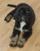 Bentley, a male Bernedoodle for sale in Lewisburg, PA – Photo 4 of 6