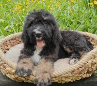 Bentley, a male Bernedoodle for sale in Lewisburg, PA – Photo 3 of 6