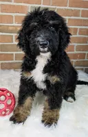 Bentley, a male Bernedoodle for sale in Lewisburg, PA – Photo 6 of 6