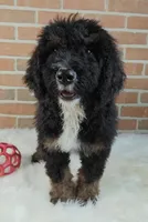 Bentley, a male Bernedoodle for sale in Lewisburg, PA – Photo 5 of 6