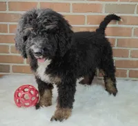 Bentley, a male Bernedoodle for sale in Lewisburg, PA – Photo 1 of 6