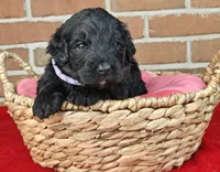 Shadow , a female Bernedoodle for sale in Lewisburg, PA – Photo 3 of 8