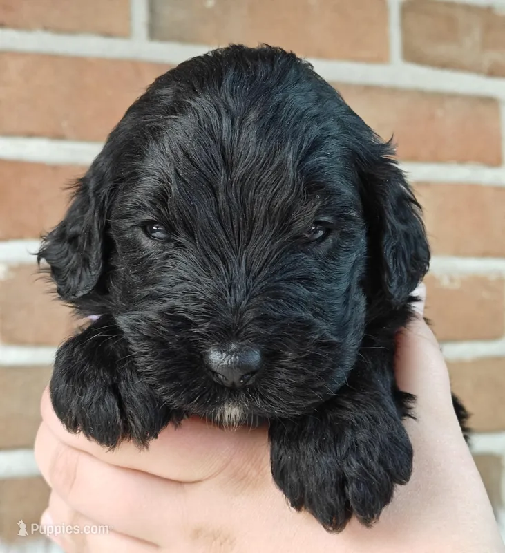 Shadow  – Bernedoodle puppy for sale in Lewisburg, PA
