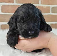 Shadow , a female Bernedoodle for sale in Lewisburg, PA – Photo 5 of 8
