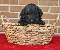 Shadow , a female Bernedoodle for sale in Lewisburg, PA – Photo 1 of 8