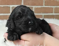 Shadow , a female Bernedoodle for sale in Lewisburg, PA – Photo 4 of 8