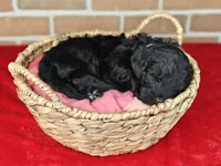 Shadow , a female Bernedoodle for sale in Lewisburg, PA – Photo 7 of 8