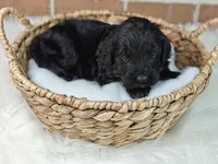 Shadow , a female Bernedoodle for sale in Lewisburg, PA – Photo 6 of 8
