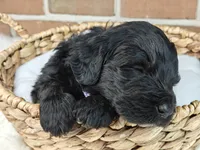 Shadow , a female Bernedoodle for sale in Lewisburg, PA – Photo 8 of 8