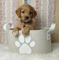 Lucky, a male Goldendoodle for sale in Lewisburg, PA – Photo 1 of 8