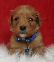 Lucky, a male Goldendoodle for sale in Lewisburg, PA – Photo 3 of 8