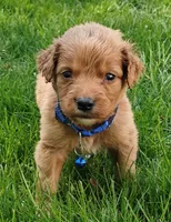 Lucky, a male Goldendoodle for sale in Lewisburg, PA – Photo 2 of 8