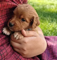 Lucky, a male Goldendoodle for sale in Lewisburg, PA – Photo 5 of 8