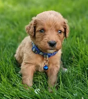 Lucky, a male Goldendoodle for sale in Lewisburg, PA – Photo 7 of 8