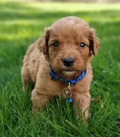 Lucky, a male Goldendoodle for sale in Lewisburg, PA – Photo 6 of 8