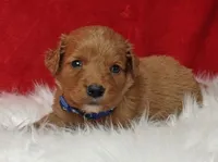 Lucky, a male Goldendoodle for sale in Lewisburg, PA – Photo 4 of 8