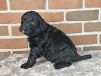 Ranger , a male Bernedoodle for sale in Lewisburg, PA – Photo 10 of 10