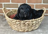 Ranger , a male Bernedoodle for sale in Lewisburg, PA – Photo 9 of 10