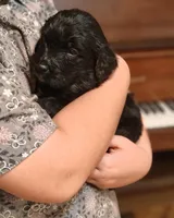 Ranger , a male Bernedoodle for sale in Lewisburg, PA – Photo 3 of 10