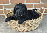 Ranger , a male Bernedoodle for sale in Lewisburg, PA – Photo 6 of 10
