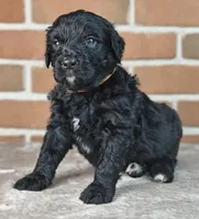 Ranger , a male Bernedoodle for sale in Lewisburg, PA – Photo 4 of 10