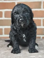 Ranger , a male Bernedoodle for sale in Lewisburg, PA – Photo 7 of 10