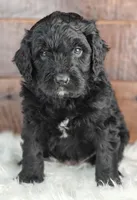 Ranger , a male Bernedoodle for sale in Lewisburg, PA – Photo 2 of 4