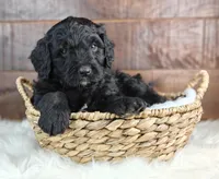 Ranger , a male Bernedoodle for sale in Lewisburg, PA – Photo 3 of 4