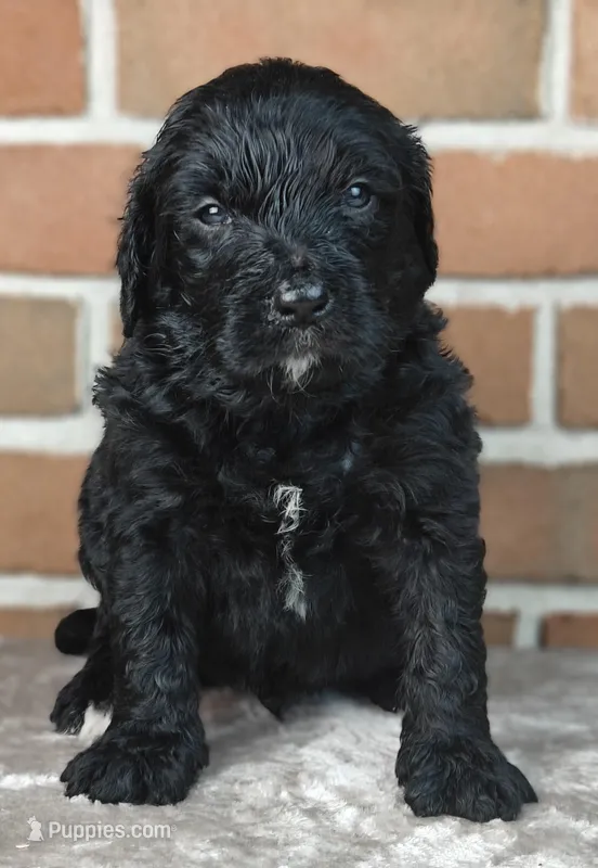 Ranger  – Bernedoodle puppy for sale in Lewisburg, PA
