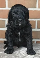 Ranger , a male Bernedoodle for sale in Lewisburg, PA – Photo 1 of 10