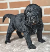 Ranger , a male Bernedoodle for sale in Lewisburg, PA – Photo 2 of 10