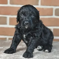 Ranger , a male Bernedoodle for sale in Lewisburg, PA – Photo 5 of 10