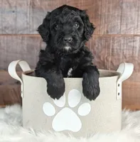 Ranger , a male Bernedoodle for sale in Lewisburg, PA – Photo 1 of 4