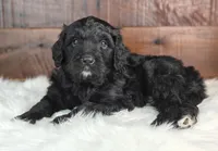 Ranger , a male Bernedoodle for sale in Lewisburg, PA – Photo 4 of 4