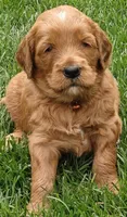 Scarlett, a female Goldendoodle for sale in Lewisburg, PA – Photo 6 of 8