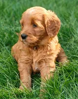 Scarlett, a female Goldendoodle for sale in Lewisburg, PA – Photo 4 of 8