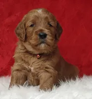Scarlett, a female Goldendoodle for sale in Lewisburg, PA – Photo 5 of 8