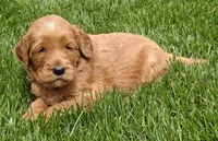Scarlett, a female Goldendoodle for sale in Lewisburg, PA – Photo 8 of 8