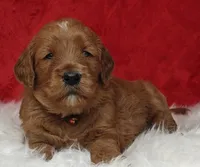 Scarlett, a female Goldendoodle for sale in Lewisburg, PA – Photo 7 of 8