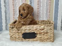 Scarlett, a female Goldendoodle for sale in Lewisburg, PA – Photo 3 of 8
