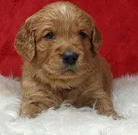 Samson, a male Goldendoodle for sale in Lewisburg, PA – Photo 9 of 10